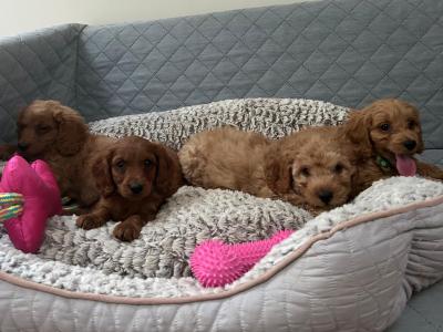 Stunning male Cavapoo puppies 🐶 in Wexford