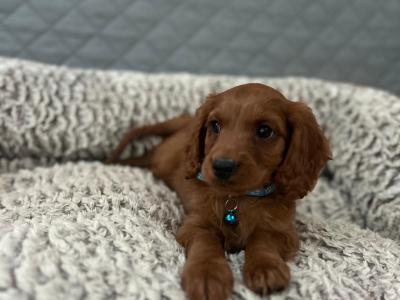 Stunning male Cavapoo puppies 🐶 in Wexford