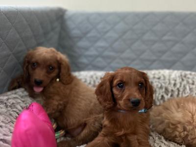 Stunning male Cavapoo puppies 🐶 in Wexford