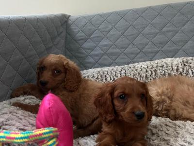 Stunning male Cavapoo puppies 🐶 in Wexford