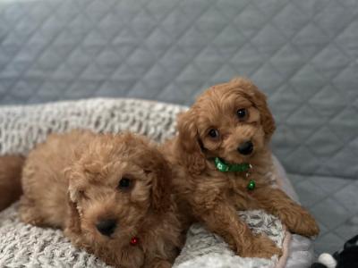 Stunning male Cavapoo puppies 🐶 in Wexford
