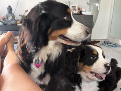 Bernese Puppies Purebreed 2 Girls Left