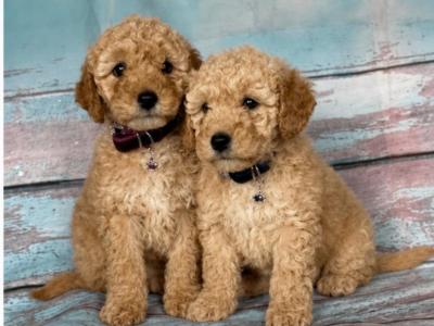 Stunning Toy Poodle puppies in Limerick