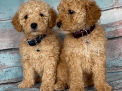 Stunning Toy Poodle puppies in Limerick