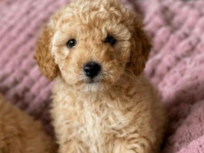 Stunning Toy Poodle puppies in Limerick