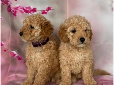 Stunning Toy Poodle puppies in Limerick
