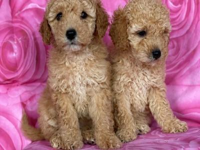 Stunning Toy Poodle puppies in Limerick