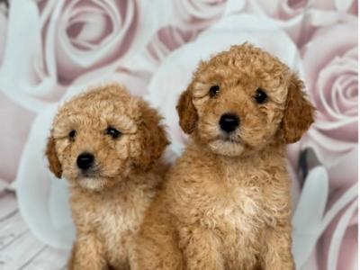 Stunning Toy Poodle puppies in Limerick