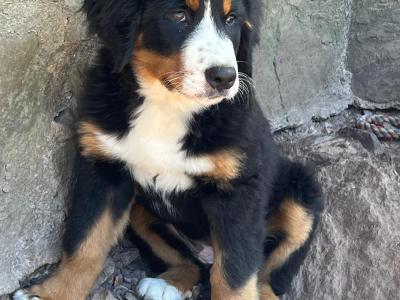 Beautiful 😍 purebred female Bernese Mountain Dog 🐶 puppies in Cork