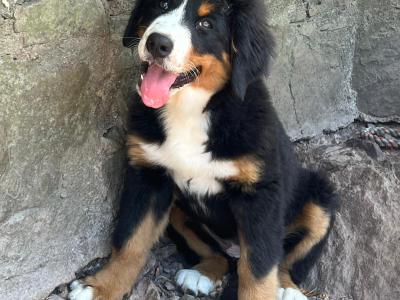 Beautiful 😍 purebred female Bernese Mountain Dog 🐶 puppies in Cork