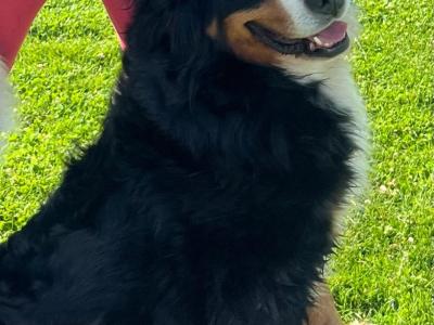 Beautiful 😍 purebred female Bernese Mountain Dog 🐶 puppies in Cork