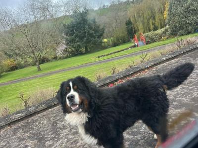 Beautiful 😍 purebred female Bernese Mountain Dog 🐶 puppies in Cork