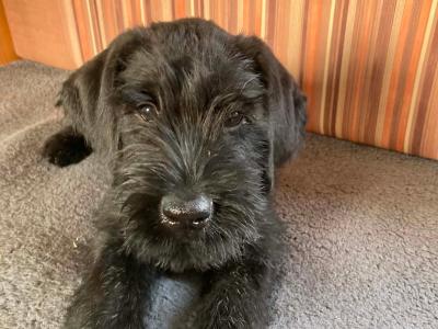 IKC Registered Giant Schnauzer puppies in Leitrim