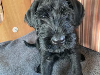 IKC Registered Giant Schnauzer puppies in Leitrim