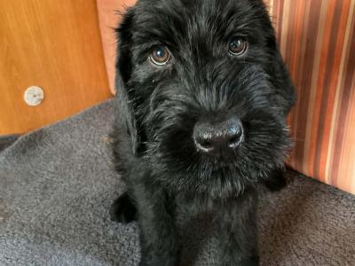 IKC Registered Giant Schnauzer puppies in Leitrim