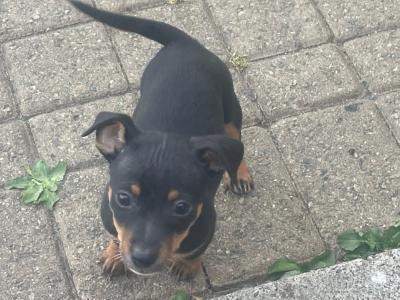 Beautiful miniature Purebred Jack Russell puppies in Laois