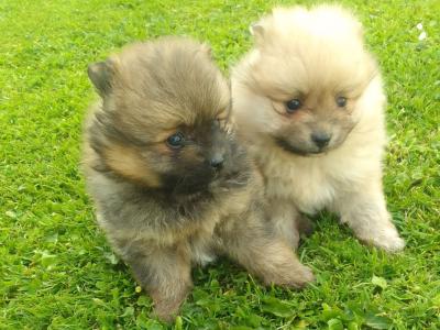 Female Pomeranian puppies in Limerick