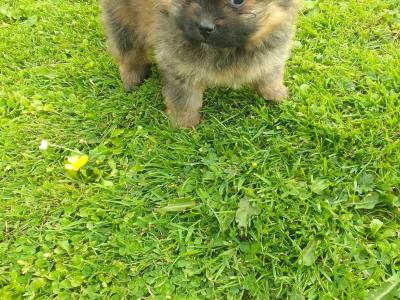 Female Pomeranian puppies in Limerick