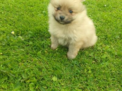 Female Pomeranian puppies in Limerick