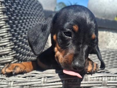Beautiful Dachshund puppies in Cork