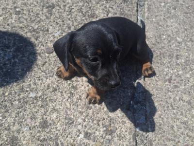 Beautiful Dachshund puppies in Cork