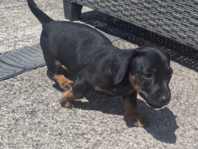 Beautiful Dachshund puppies in Cork