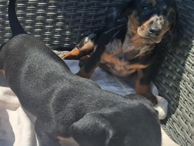 Beautiful Dachshund puppies in Cork