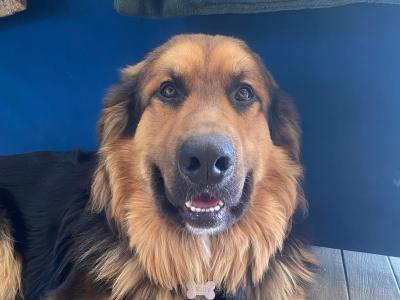 Beautiful Bernese Mountain Dogs x German Shepherd puppies 12 months old in Kerry