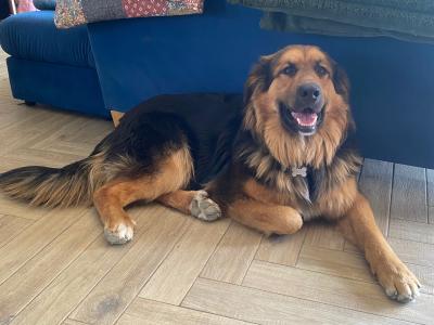 Beautiful Bernese Mountain Dogs x German Shepherd puppies 12 months old in Kerry