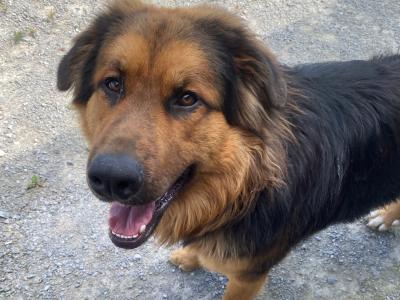 Beautiful Bernese Mountain Dogs x German Shepherd puppies 12 months old in Kerry