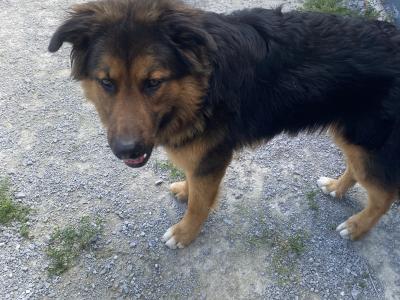 Beautiful Bernese Mountain Dogs x German Shepherd puppies 12 months old in Kerry