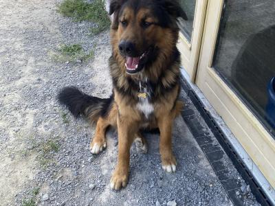 Beautiful Bernese Mountain Dogs x German Shepherd puppies 12 months old in Kerry