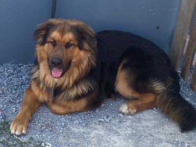 Beautiful Bernese Mountain Dogs x German Shepherd puppies 12 months old in Kerry