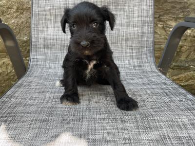 Miniature Schnauzer puppies in Wexford with Veterinary health Certificates