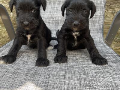 Miniature Schnauzer puppies in Wexford with Veterinary health Certificates