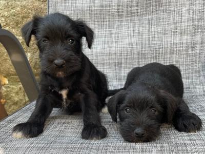 Miniature Schnauzer puppies in Wexford with Veterinary health Certificates