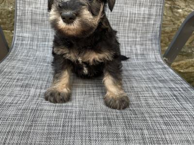 Miniature Schnauzer puppies in Wexford with Veterinary health Certificates