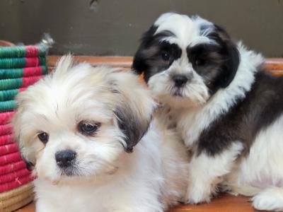 Maltese x Shih-Tzu puppies (Malshi)  in Cork