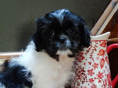 Maltese x Shih-Tzu