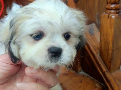 Maltese x Shih-Tzu