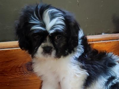 Maltese x Shih-Tzu