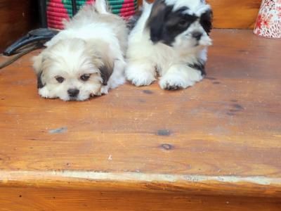 Maltese x Shih-Tzu