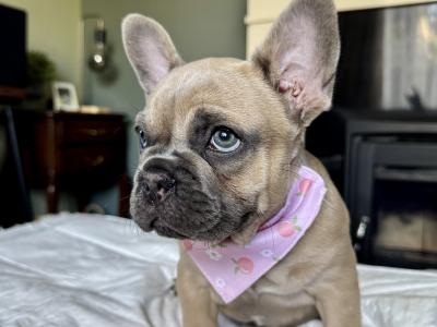 French Bulldog Puppy