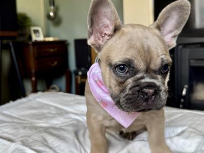 French Bulldog Puppy