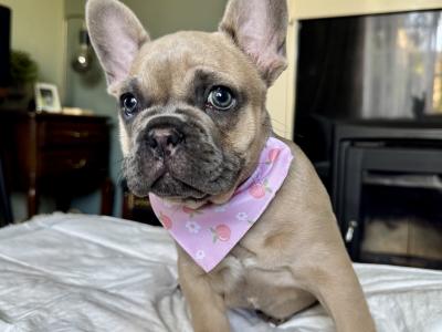 French Bulldog Puppy