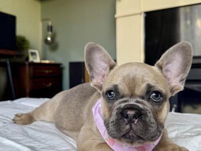 French Bulldog Puppy