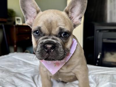 French Bulldog Puppy