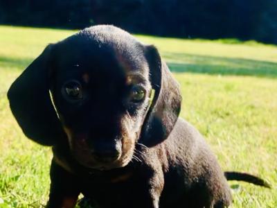 IKC Registered (pending) smooth haired Dachshund puppies in Kildare. REDUCED, 2 boys left