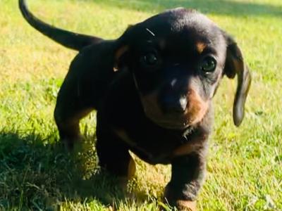 IKC Registered (pending) smooth haired Dachshund puppies in Kildare. REDUCED, 2 boys left