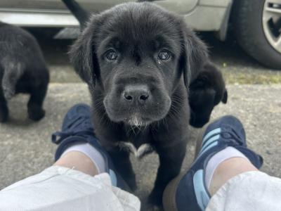 Golden and Black Labrador Puppies